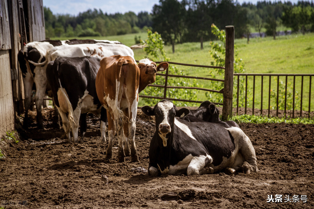 奶牛布病的预防措施有哪些,奶牛布氏杆菌病