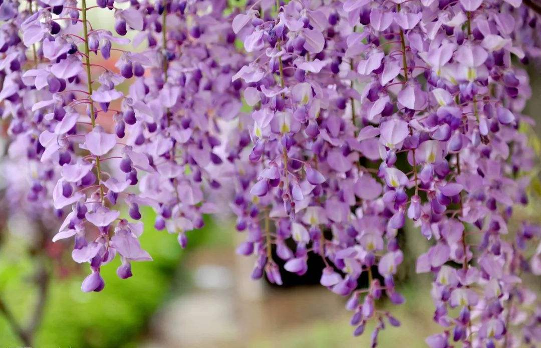 老北京的味儿在哪里,老北京的味道