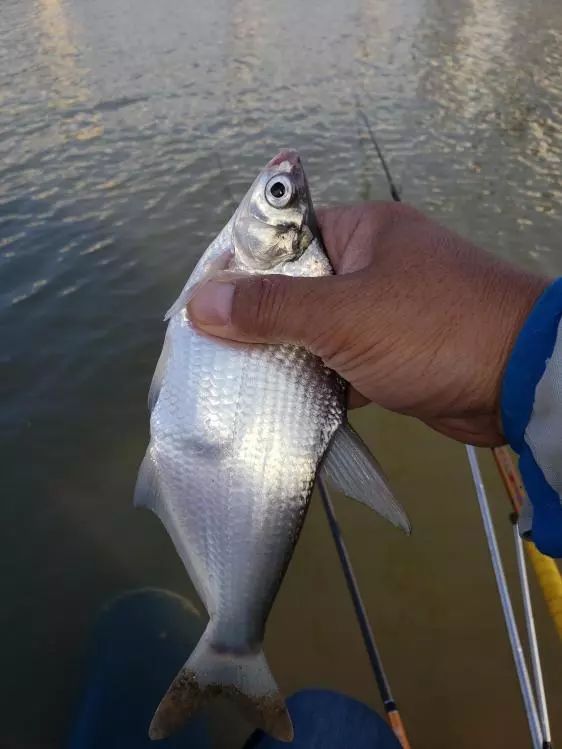 本汀金迦潘求败7米2,本汀金迦潘引领实测