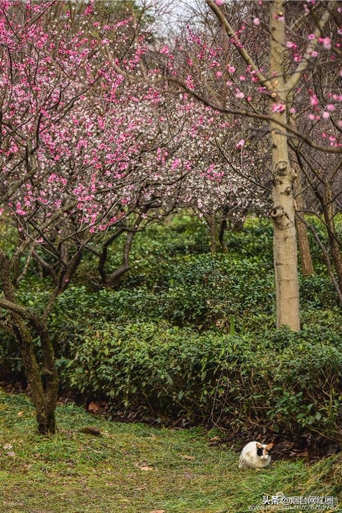南京梅花山梅花开了吗,来南京梅花山赏梅花