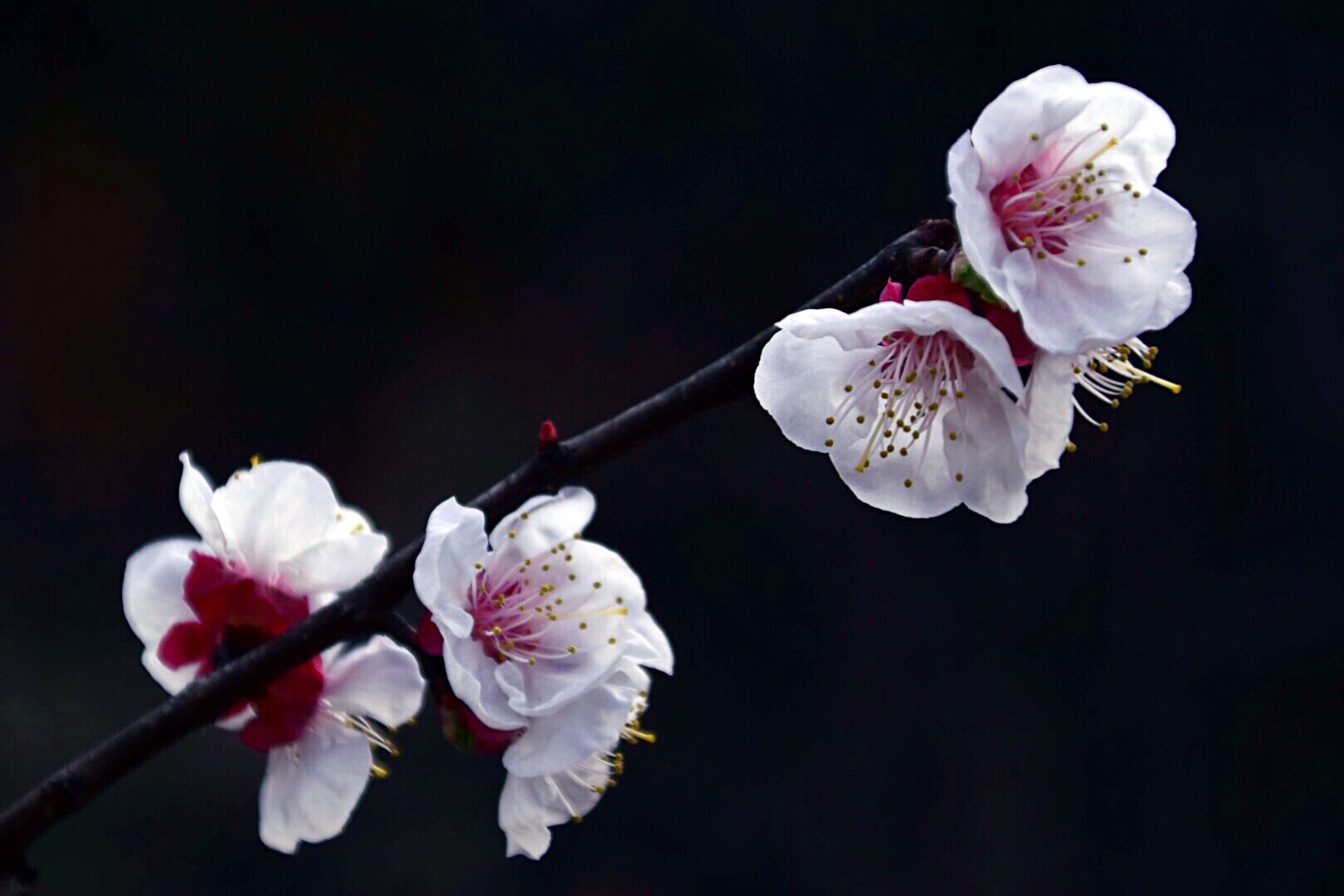 漂亮的杏花在枝头绽放,杏花盛开姹紫嫣红春意盎然