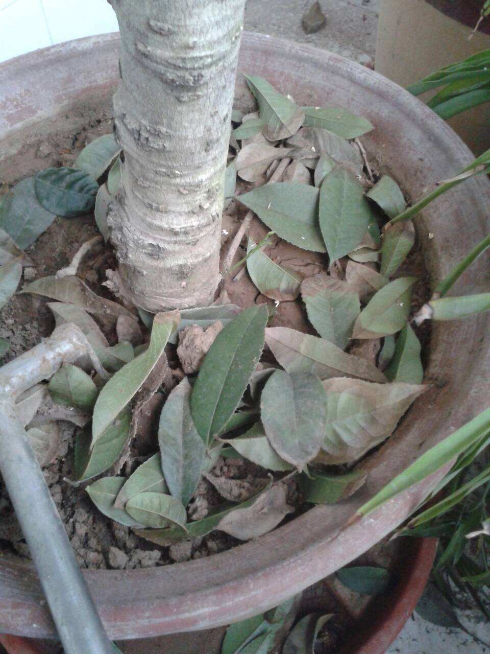 桂花怎么换盆注意事项,桂花换盆需要注意什么