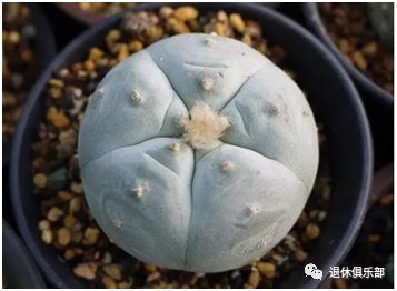 多肉植物有毒吗误食了怎么办,多肉植物真的有毒吗视频