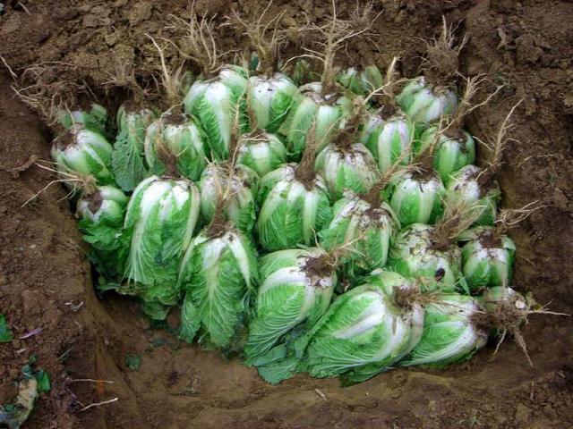 故乡的菜有哪些味道,故乡的菜