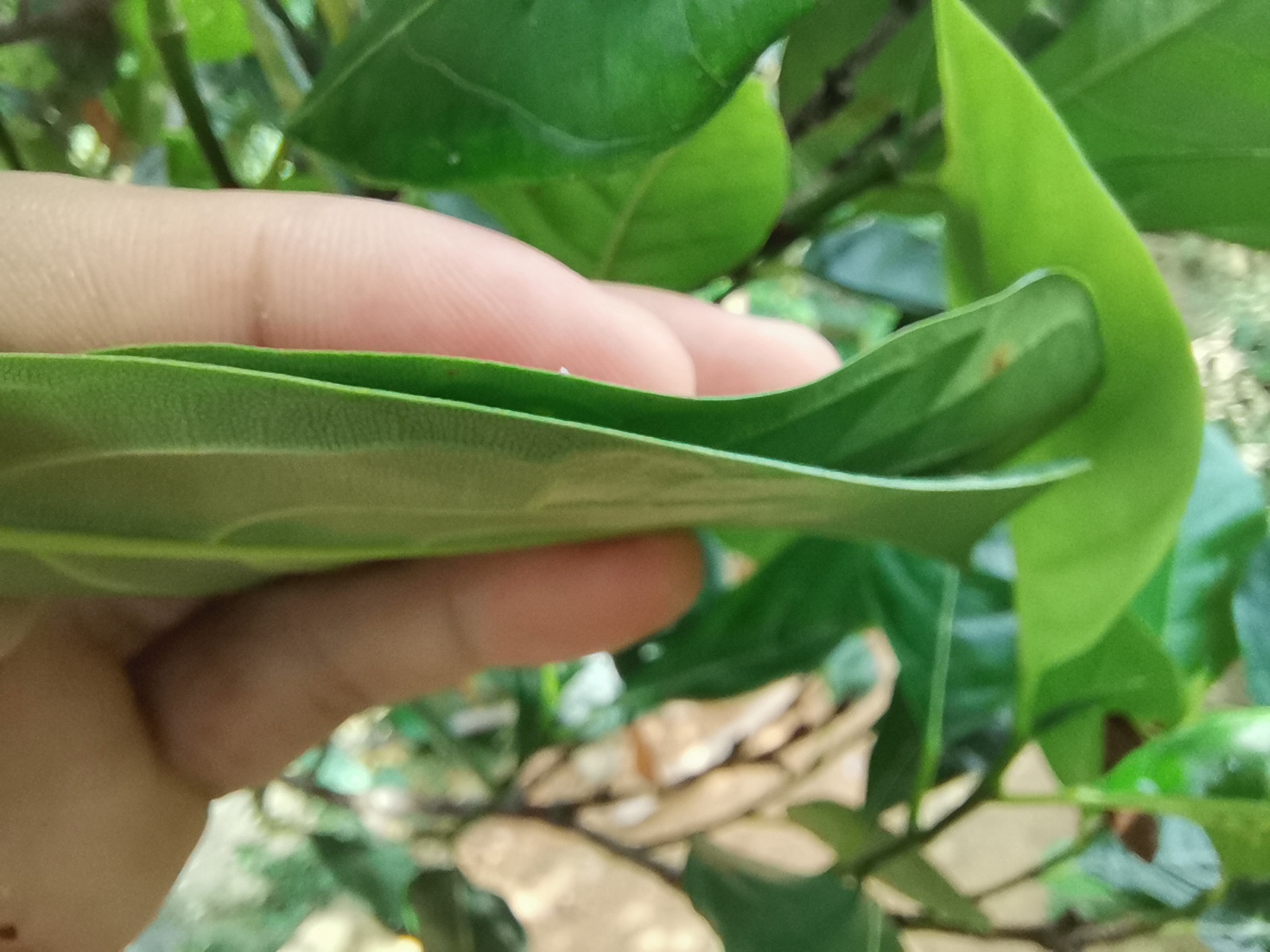 院子里种菠萝蜜树好吗,目前最好的菠萝蜜品种是哪个