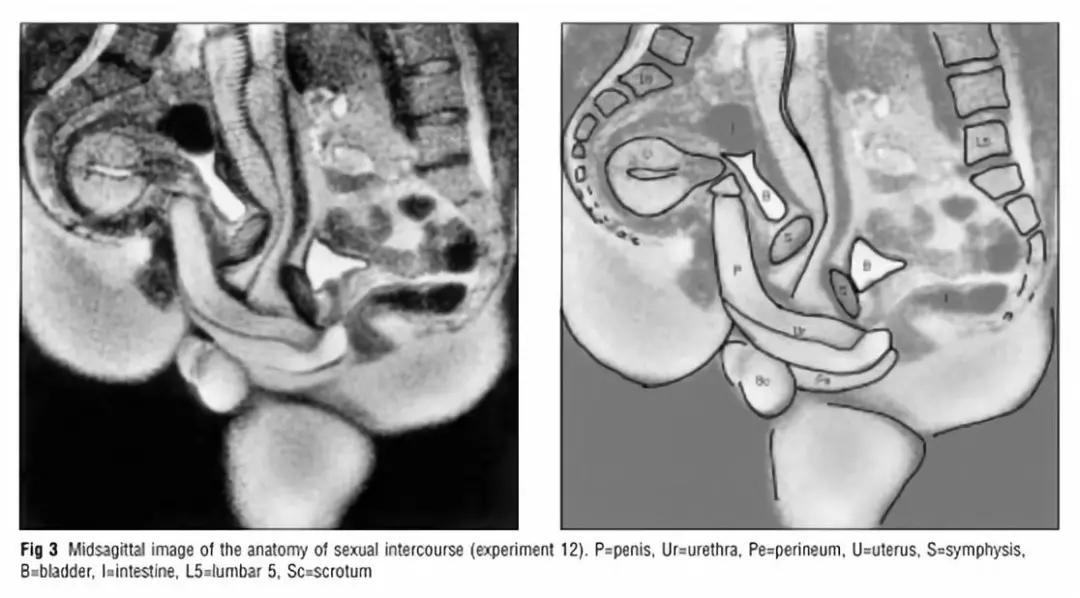 有性生殖的进化规律,有性生殖的演化过程