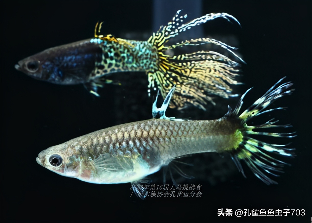 合缸后出现死鱼怎么办,钓到死鱼怎么破解