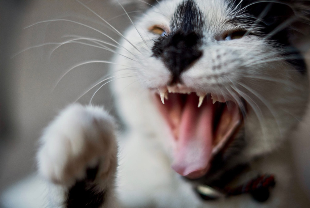 怎么才能使猫安静下来,怎么让生气的猫平静下来