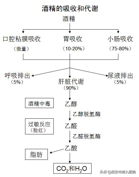 别劝了,喝酒为什么劝脸红的不劝脸白的