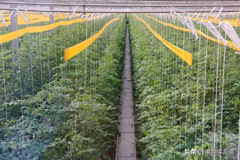 山西太谷杜氏番茄,杜氏番茄小镇