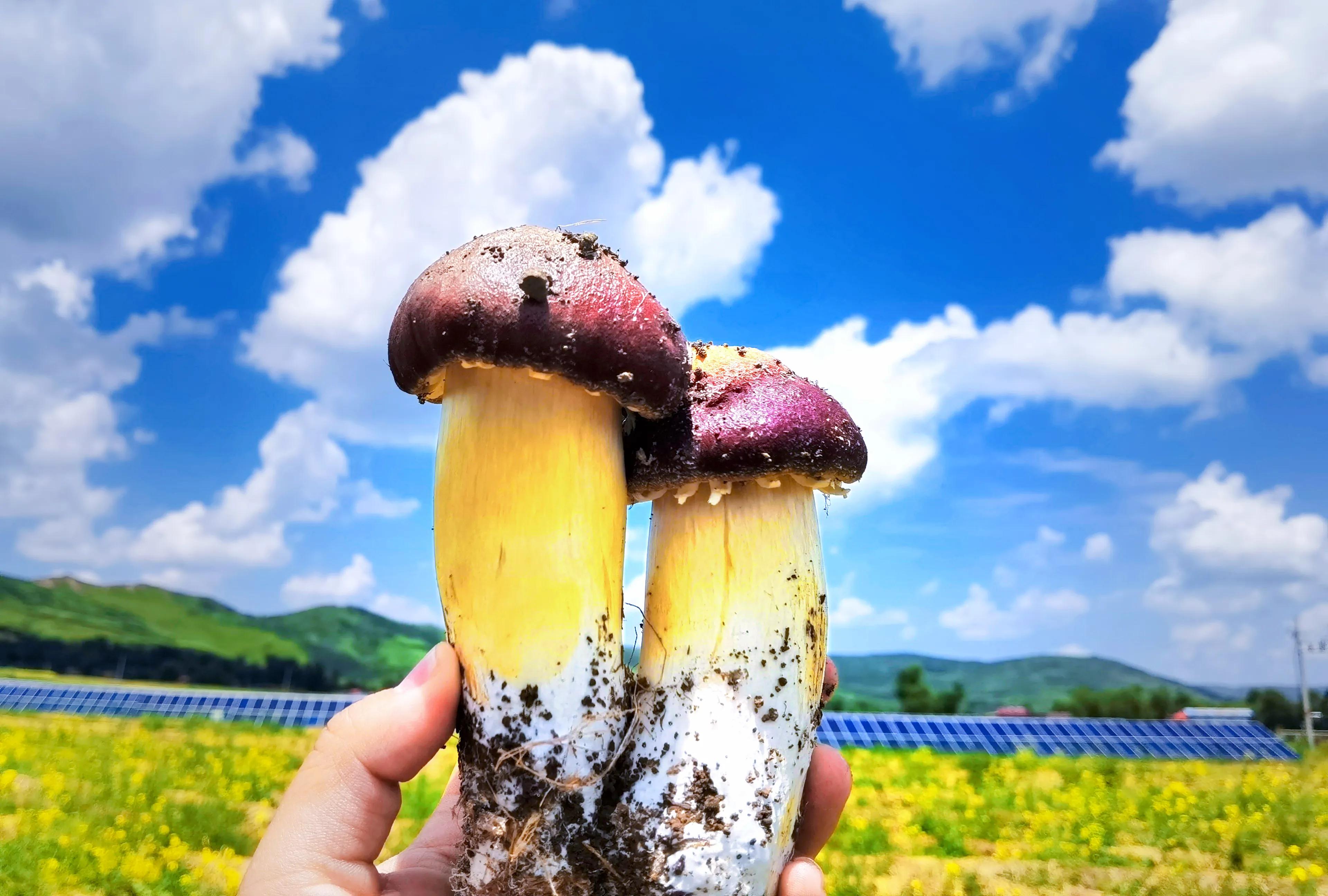 讲好家乡故事助力乡村振兴,讲好乡村振兴故事由哪个部门负责