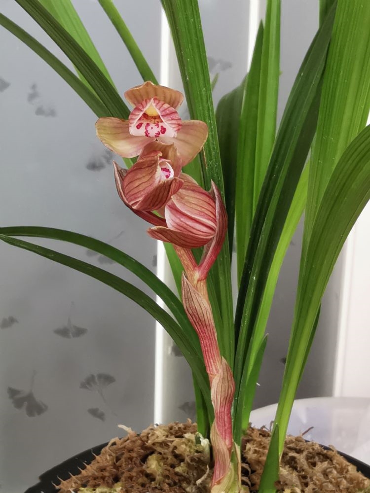 2004年，他偷偷将建房款用于投资天价兰花，老婆知晓后和他离婚