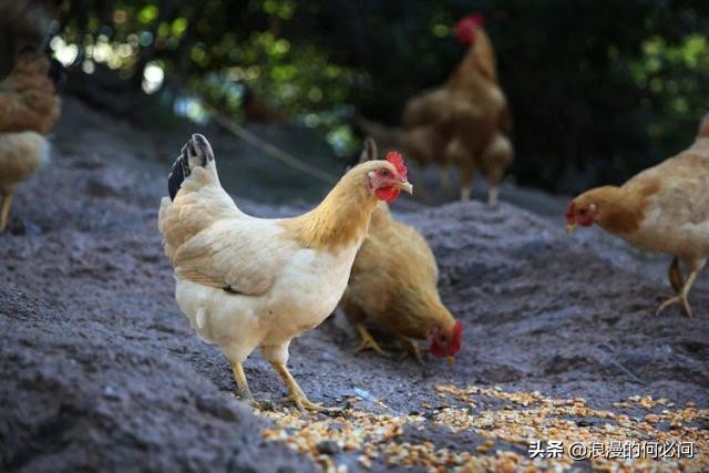 从肥东到肥西买了一只老母鸡,从肥东到肥西买只老母鸡的含义