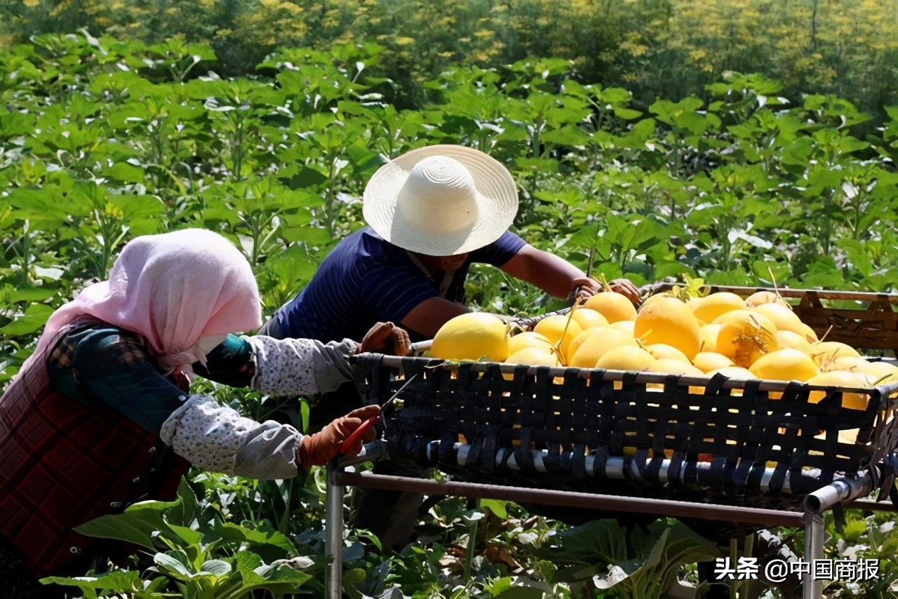 推动农村电商工程高质量发展,打造农村电商综合服务平台