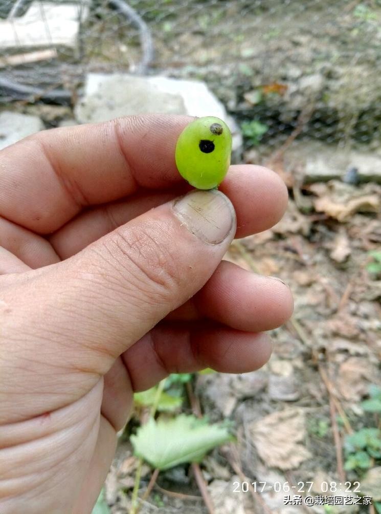 病害：这些图例都是黑痘病，危害很大，注意平时防范