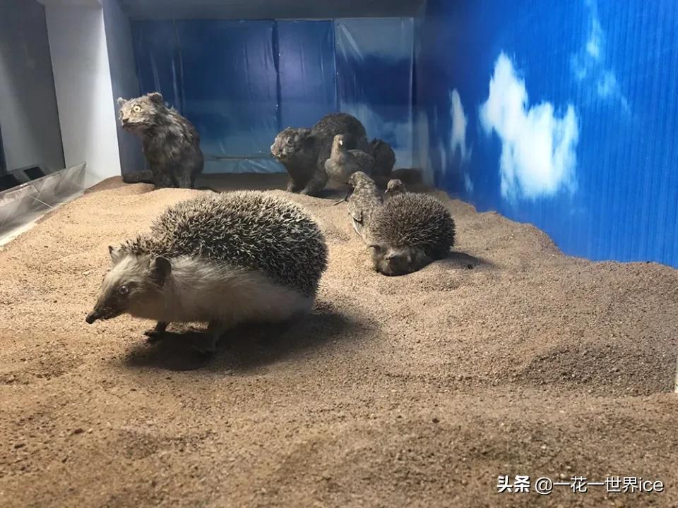 一天能吃掉半斤白蚁，曾是农业一大益兽，却被当补品差点吃绝了