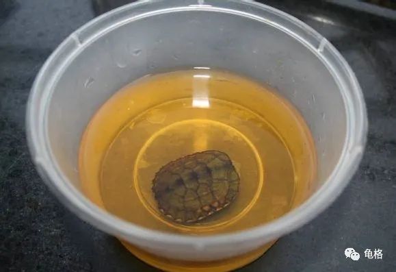 聚维酮碘溶液给乌龟治腐甲怎么用,聚维酮碘乌龟腐皮腐甲使用方法