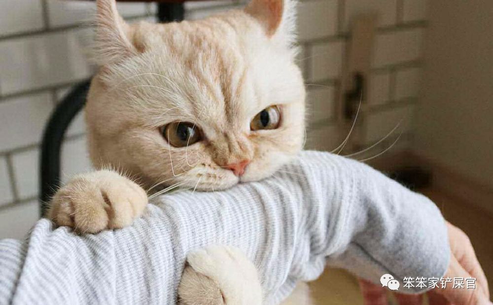 猫为什么会喜欢咬人手,猫为啥舔人手指舔着舔着就咬