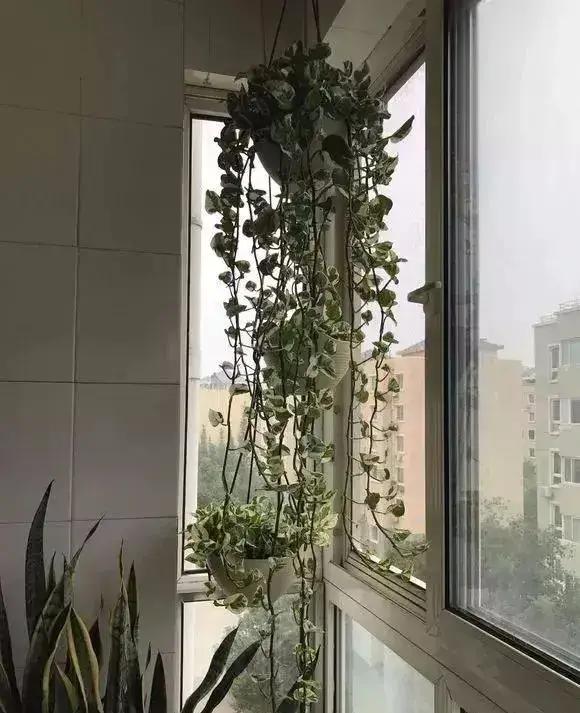 净化空气吸甲醛最好的花排名,什么花净化甲醛效果好