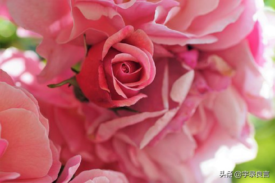 鼠年吉祥万事顺意身体健康,祝所有人鼠年万事顺利