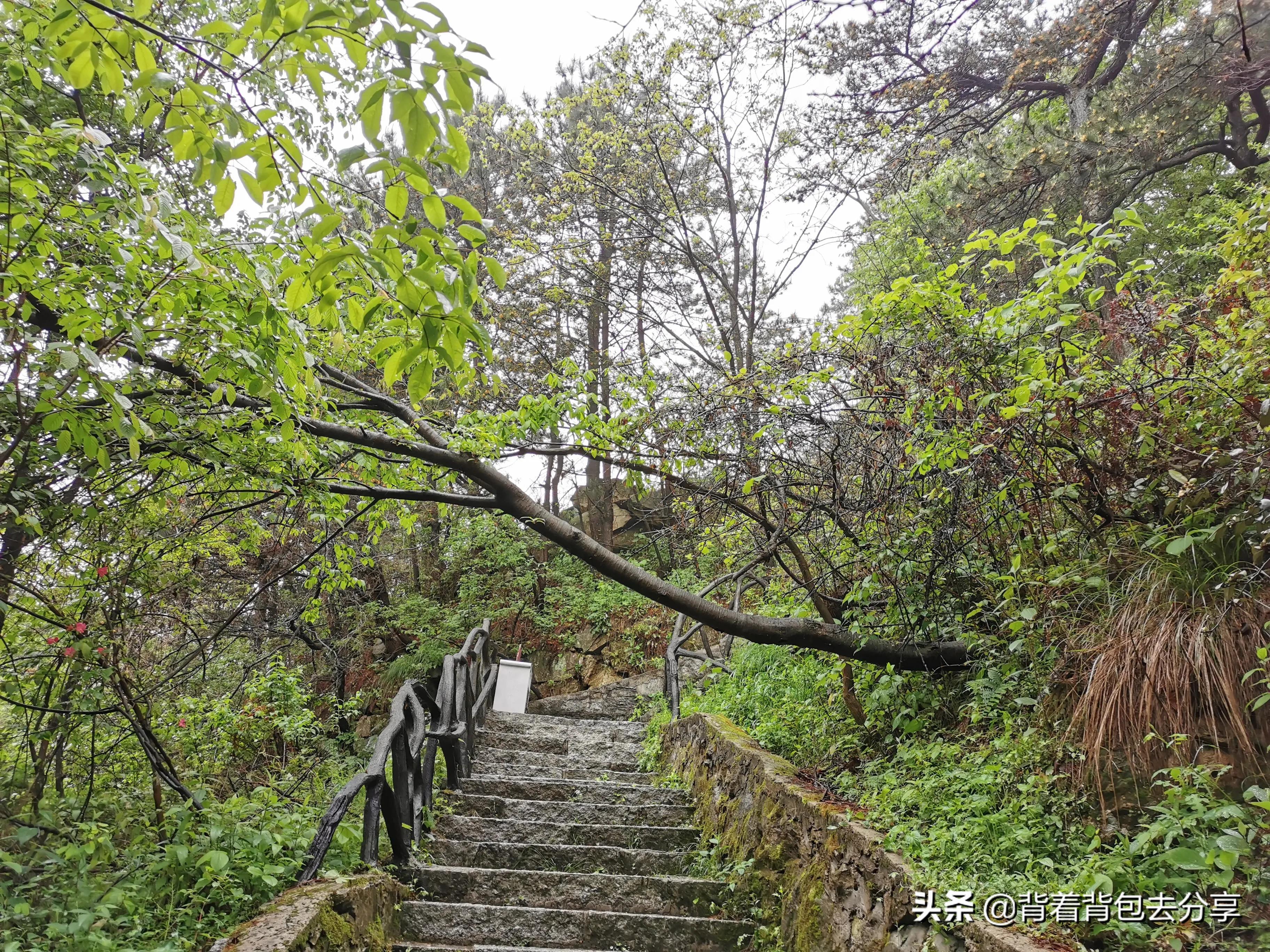 麻城看杜鹃花攻略,去麻城看杜鹃攻略