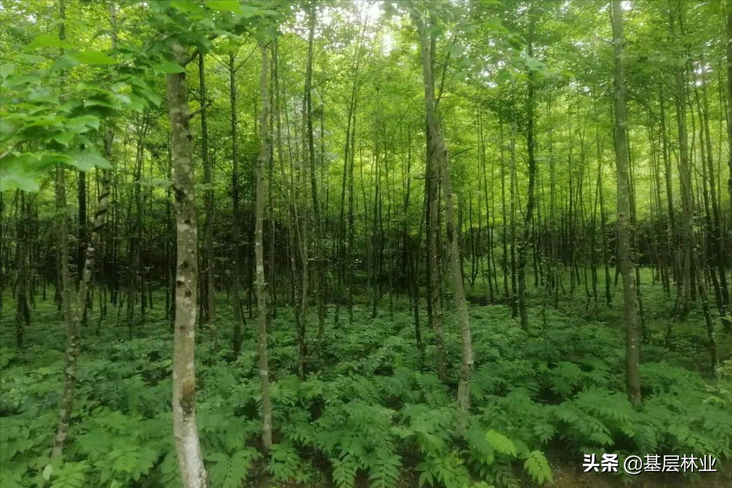 林下种植黄精需要注意什么,油茶林下种植黄精视频