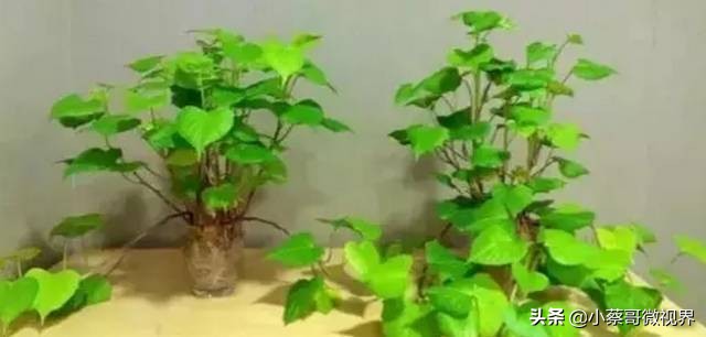 吃完的水果种子不要丢,吃完水果果核别扔