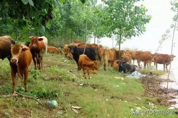 原来长沙隐藏了这14个人少景美的江心洲！不出城就能感受“海岛风情”，有些可以追溯到五代十国……