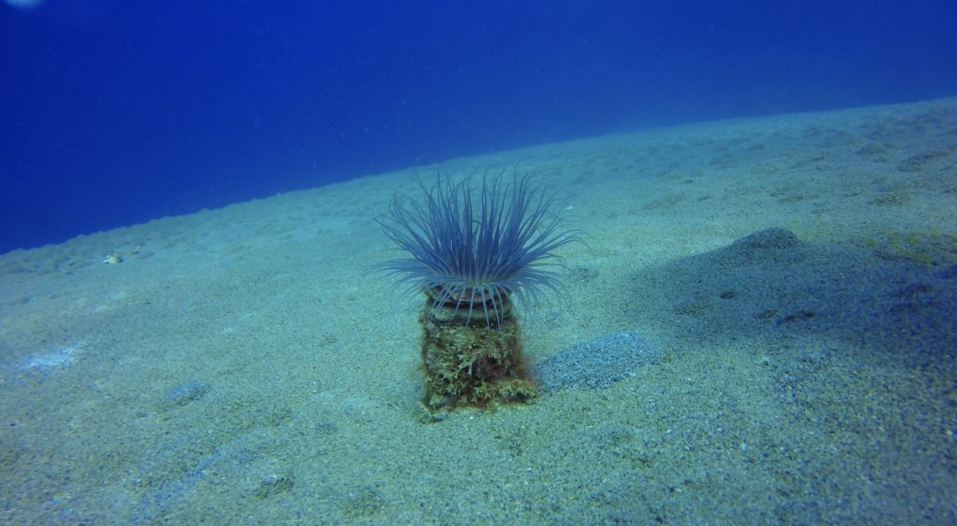 去宿雾攻略,宿雾旅行攻略