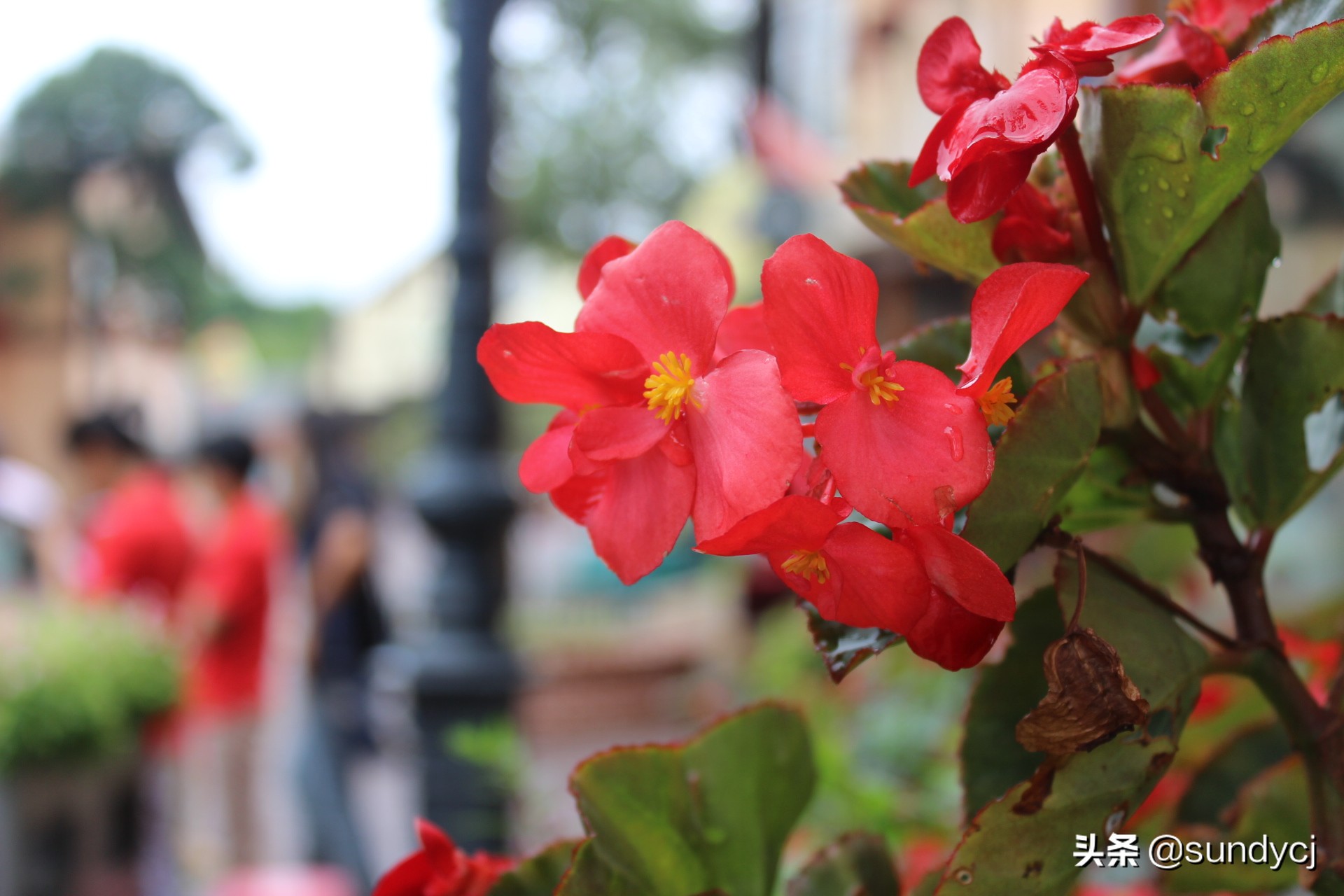 小奔奔,长安新能源奔奔自驾游西藏