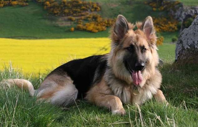 犬分离性软骨病,犬的主要疾病有哪些