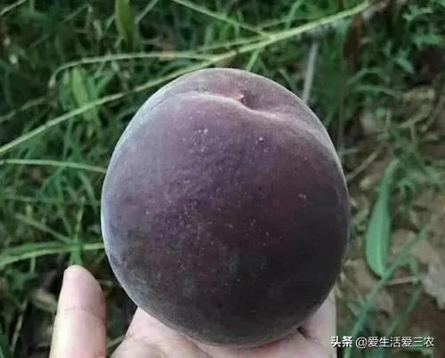 桃中极品黑桃怎么做,桃中极品黑桃