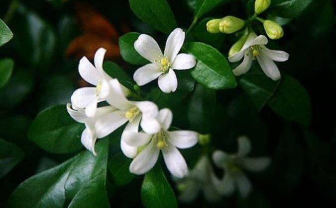 九里香不仅花香四溢还好养,养九里香的技巧九里香枝条有刺吗