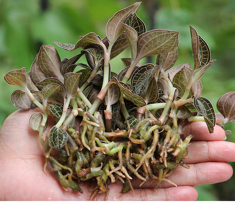 金线莲组培苗炼苗过程和种植方法,金线莲组培快繁