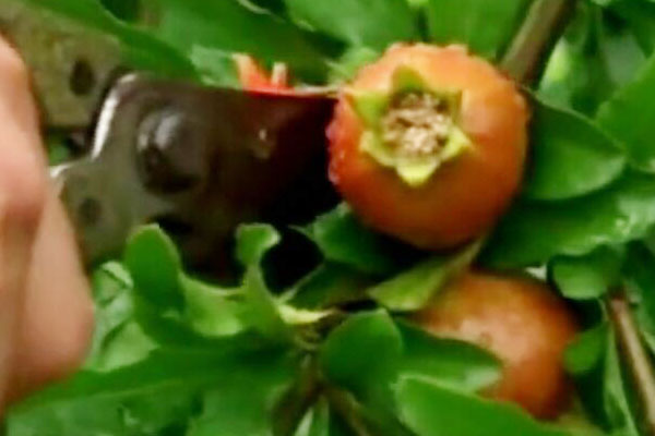 石榴刚坐果就落果是怎么回事,石榴落果