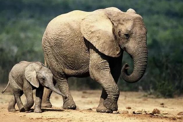 15头大象一路北迁原因,大象迁徙17头为何还剩15头