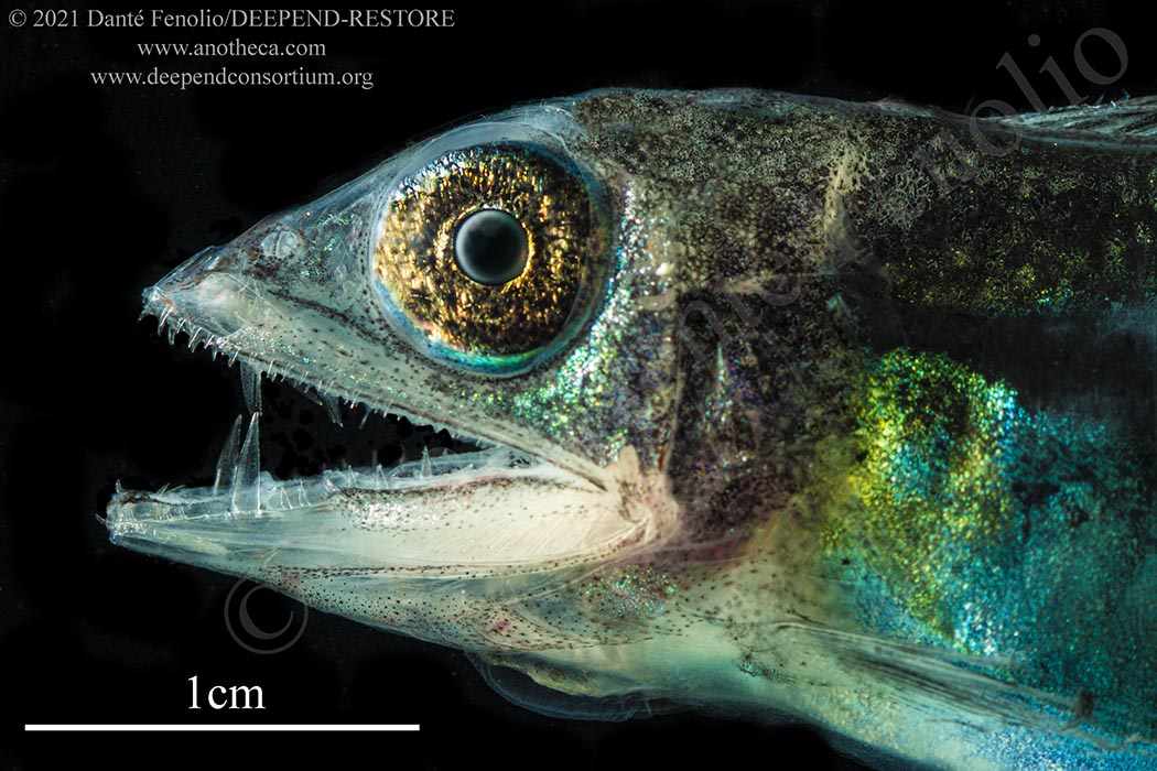 如何辨别海水鱼的公母,淡水鱼和海水鱼有什么区别