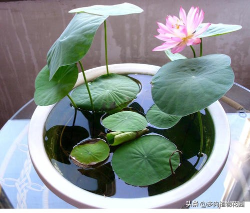 新手种碗莲最简单方法,碗莲怎么种才会开花