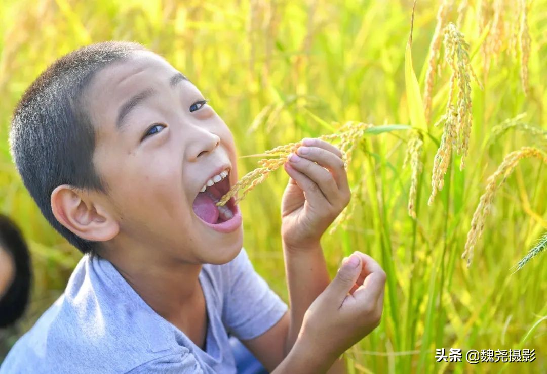北京北坞公园里的京西稻又熟了，曾经只有皇上才能吃上这儿的大米