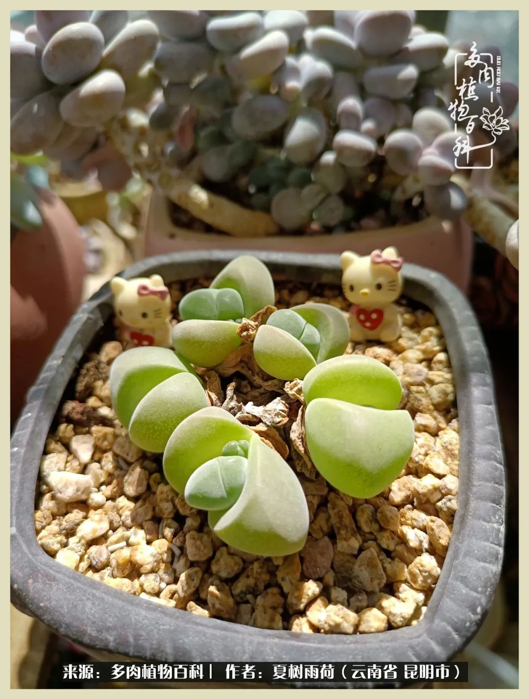 自从养了多肉有了窗台想要个阳台,养多肉10年多