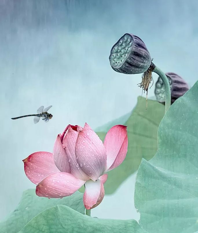 相逢在藕花深处的诗句,藕花深处等一场相逢