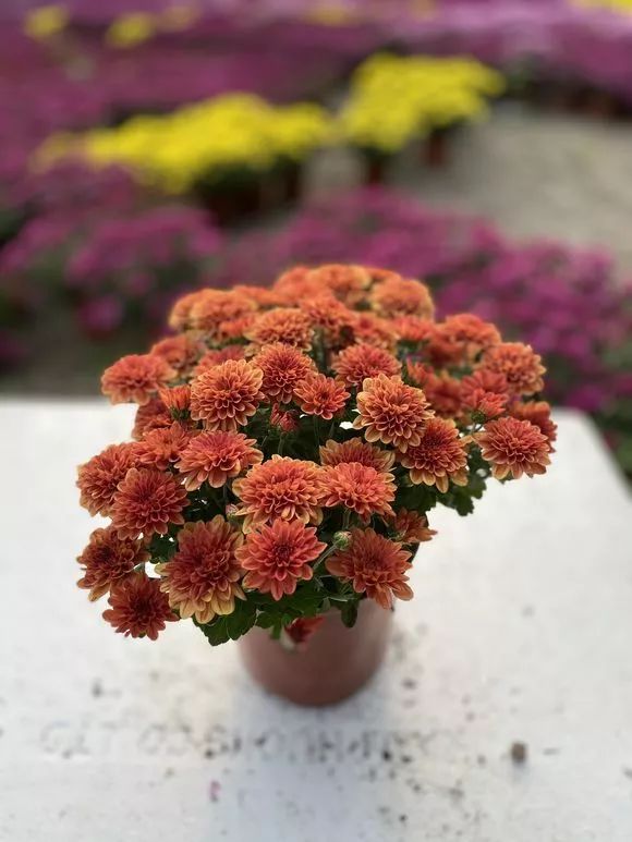 人称“千头菊”，一开几百朵，连爆2个月，太壮观了