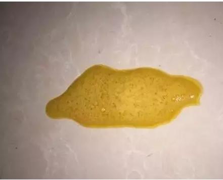 猫吐出的黄水里面有寄生虫,猫呕吐吐出虫子怎么办