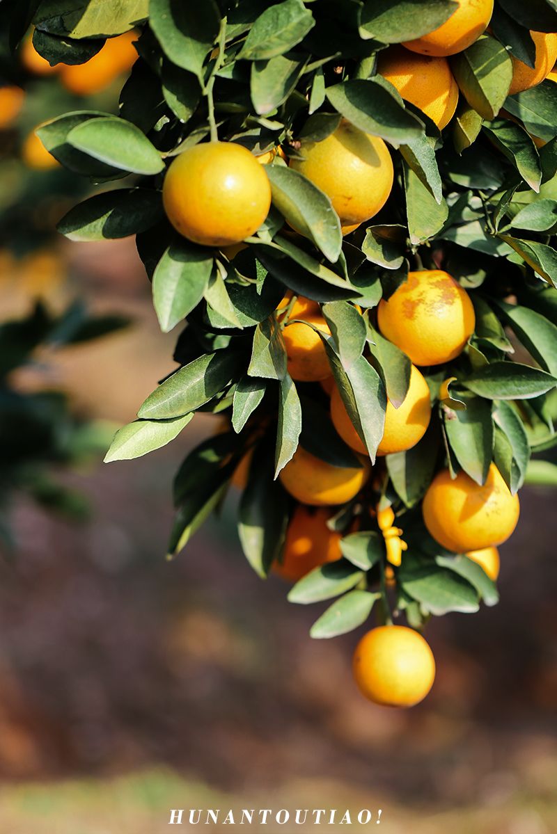 超爽福利暴击！高山神秘“金疙瘩”,甜蜜你的冬天