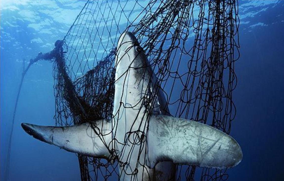 江苏渔民误捕4吨重大鲨鱼,捕鱼人捕到鲨鱼为什么被扔回海里