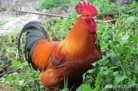 感恩节趣谈｜火鸡骨头挂门上，未来伴侣找上家？