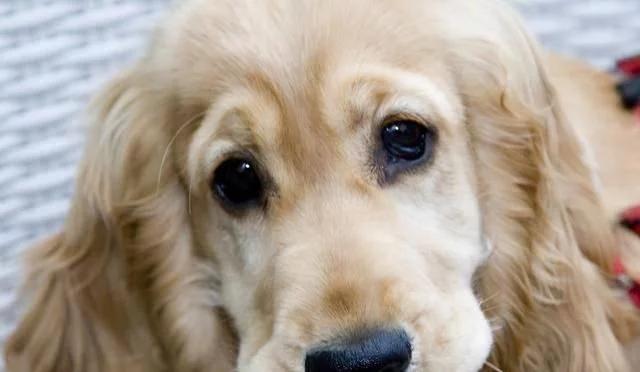 十二星座养什么宠物水瓶座,12星座适合养什么宠物狮子座