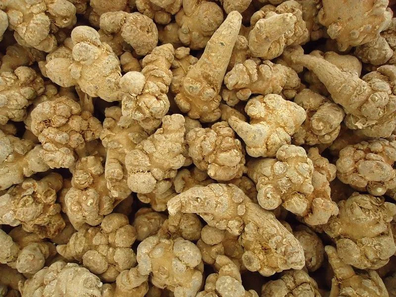 中医养生三七的药性讲解,医药小常识三七