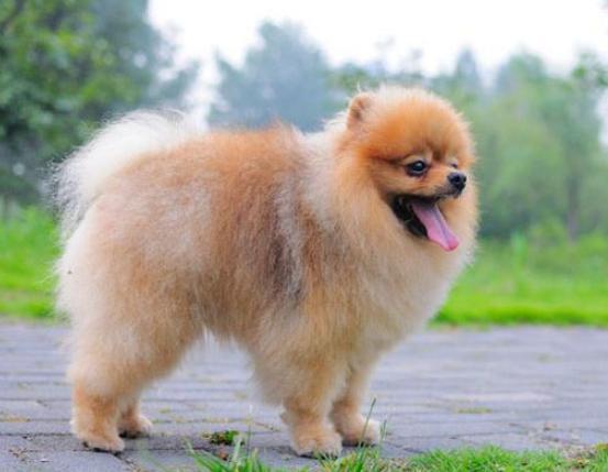 最有颜值的几种小型犬,什么品种的小型犬长大后最难看