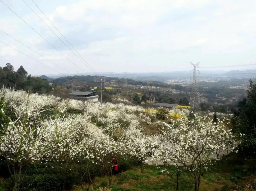 阳春三月的三月,阳春三月李花开